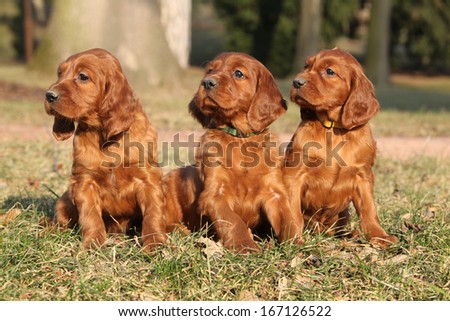Irish Red Setter Puppies sitting together in nature