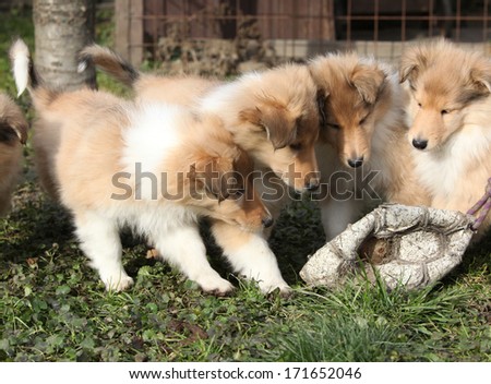 Group of Scotch Collie puppies playing in the garden