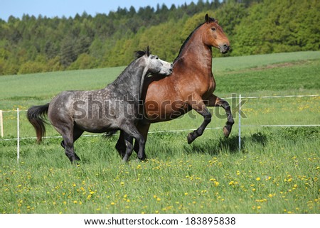 Two amazing horses playing in fresh grass on pasturage