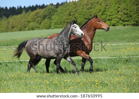 Two amazing horses running in fresh grass on pasturage