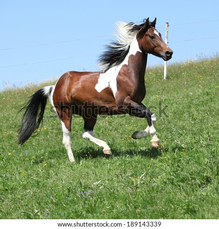 Gorgeous brown and white stallion of paint horse running on spring pasturage