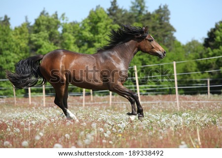 Amazing horse with flying mane running on spring pasturage