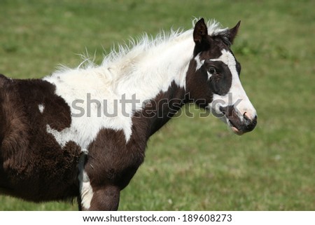 Nice paint horse foal looking at you on pasturage