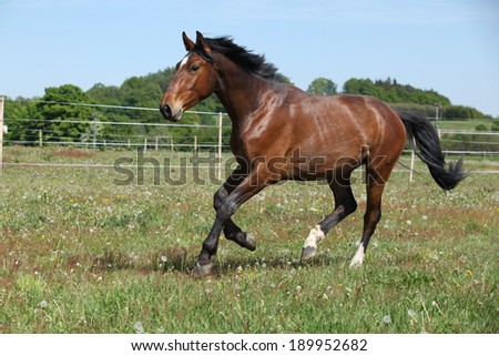 Brown horse running on flowered spring pasturage