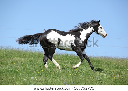 Gorgeous black and white stallion of paint horse running on spring pasturage