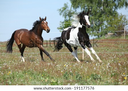Two amazing horses running together on spring pasturage