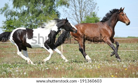 Two amazing horses running together on springs pasturage
