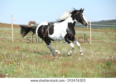 Gorgeous paint horse running on flowered spring pasturage