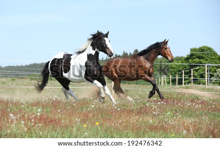 Two amazing horses running together on springs pasturage
