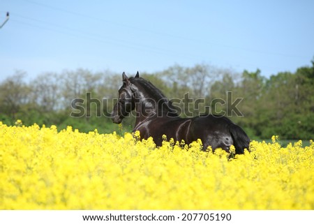 Amazing black friesian horse running in yellow colza field