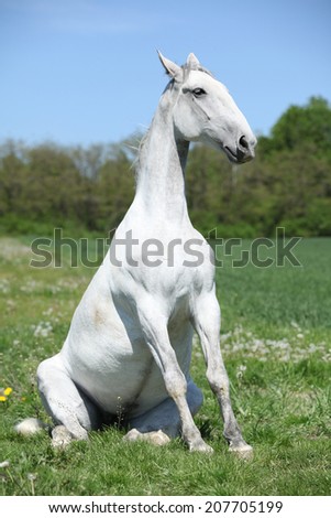 Amazing sitting white horse in spring nature