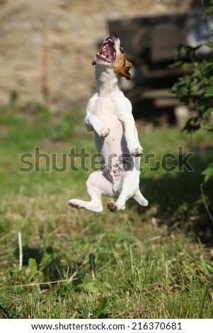 Crazy puppy of jack russell terrier jumping in the garden