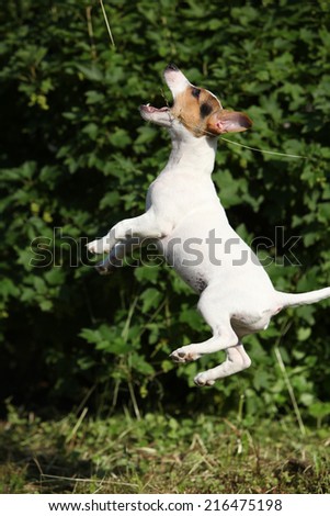 Crazy puppy of jack russell terrier jumping in the garden