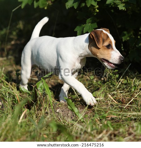 Active puppy of jack russell terrier playing in the garden