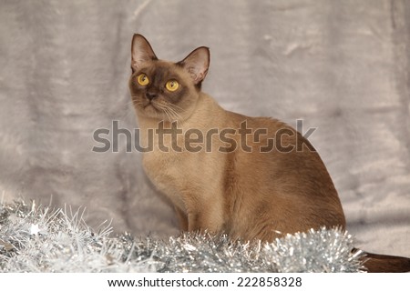 Amazing brown Burmese cat in front of Christmas decorations