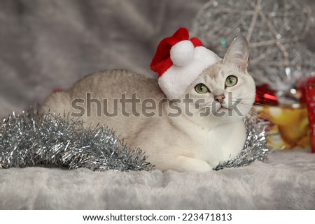 Nice Christmas Burmilla in front of gifts ant other decorations