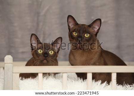 Beautiful brown Burmese cats in front of silver blanket
