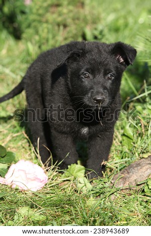 Adorable black german shepherd puppy in the garden