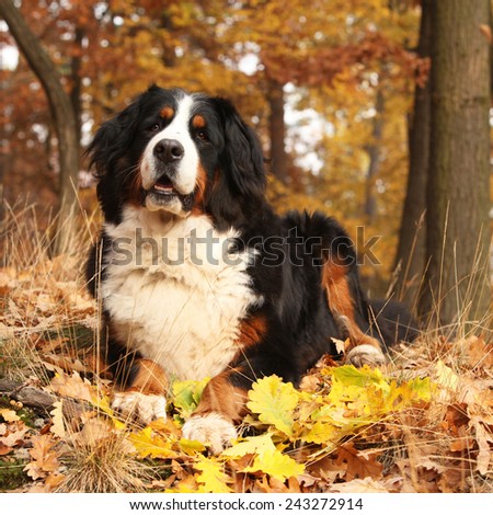 Amazing bernese mountain dog lying in autumn forest alone