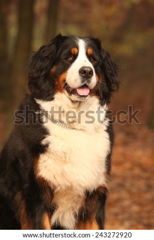Beautiful bernese mountain dog sitting in autumn forest alone