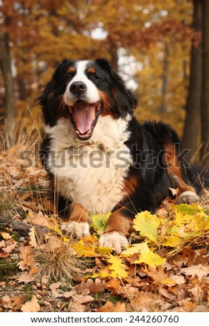Amazing bernese mountain dog lying in autumn forest alone