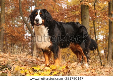 Gorgeous bernese mountain dog standing in autumn forest alone