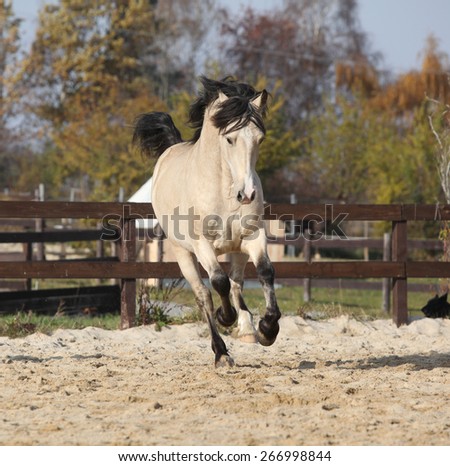 Gorgeous welsh cob running in arena, with autumn background