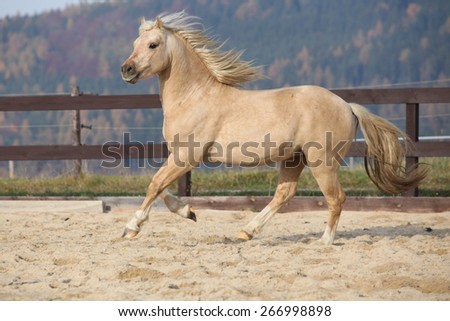 Amazaing palomino welsh pony of cob type running in paddock