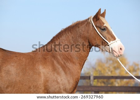 Portrait of beautiful welsh cob mare with halter