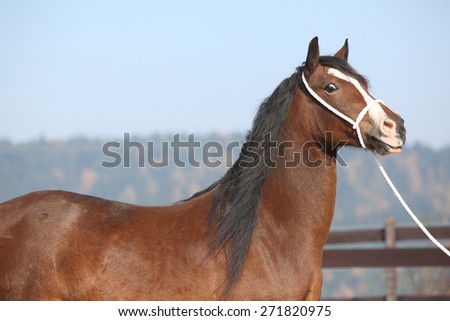 Portrait of beautiful welsh cob mare with halter
