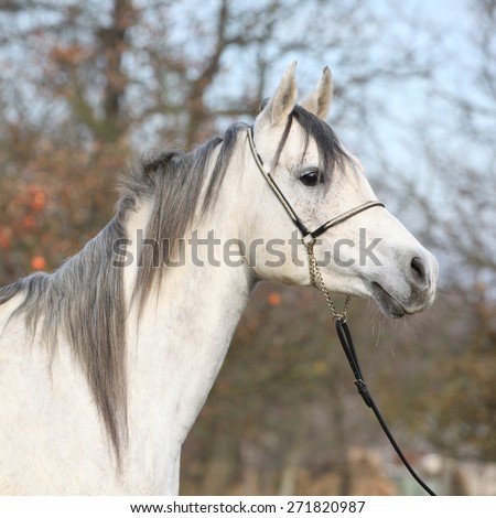 Portrait of amazing arabian horse with show halter in autumn