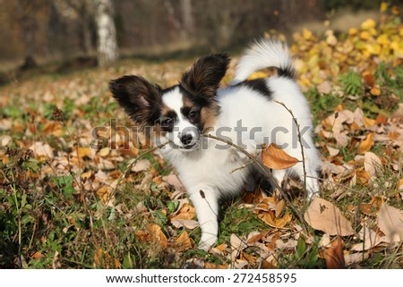 Adorable papillon puppy playing with a stick in autumn