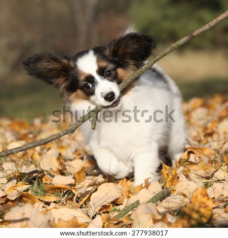 Adorable papillon puppy playing with a stick in autumn