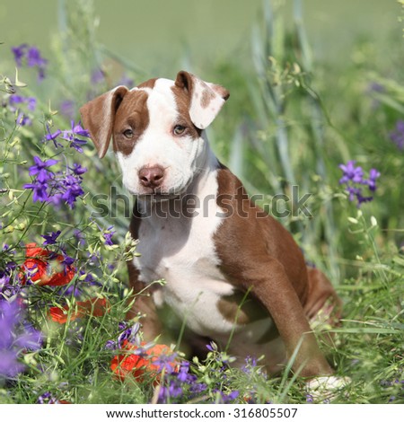 Amazing puppy of American Pit Bull Terrier sitting in flowers