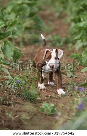 Beautiful puppy of American Pit Bull Terrier in nature