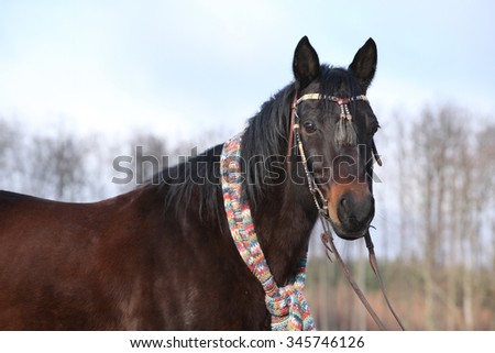 Amazing horse with christmas hat and gifts