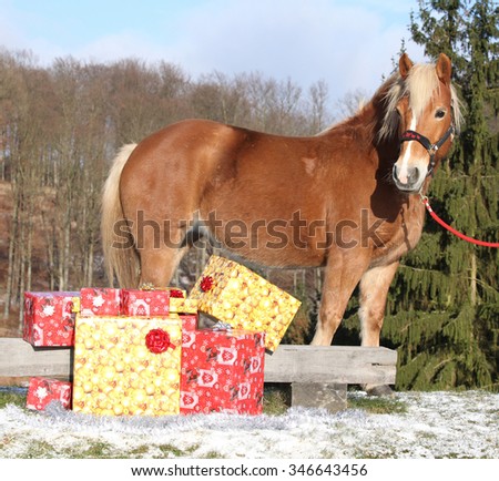 Beautiful chestnut horse with christmas gifts outside
