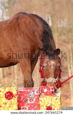 Beautiful brown horse with christmas gifts outside