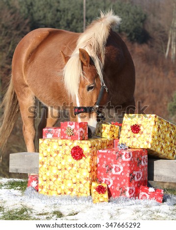 Beautiful chestnut horse with christmas gifts outside