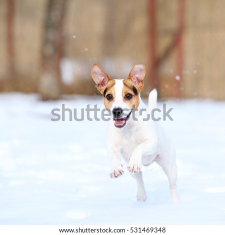 Adorable jack russell terrier jumping in winter
