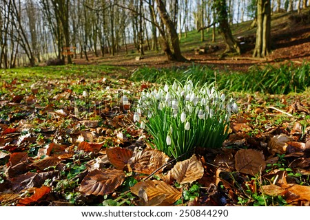 Early spring snow drops (Galanthus nivalis) in Rococo gardens woodland near to Painswick, The Cotswolds, Gloucestershire, United Kingdom
