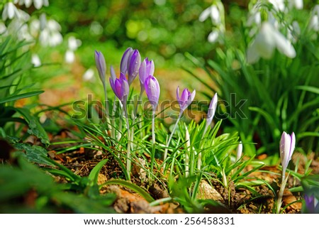 Purple crocuses (crocus sativus) and snow drops, just after a rain shower, growing wild in spring in a woodland near to Painswick, The Cotswolds, Gloucestershire, United Kingdom