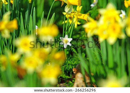 Single Wood Anemone, Anemone nemorosa, surrounded by a diffused group of wild daffodils, Narcissus pseudonarcissus, in spring near to Dymock, The Royal Forest of Dean, Gloucestershire, United Kingdom