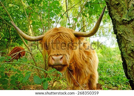 Close up of Highland cow in a shaded woodland glade, The Cotswolds, Gloucestershire, United Kingdom
