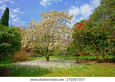 A beautiful Magnolia tree, Magnolia campbellii, with pink flowers in spring, Lanhydrock Gardens, near Bodmin, Cornwall, United Kingdom