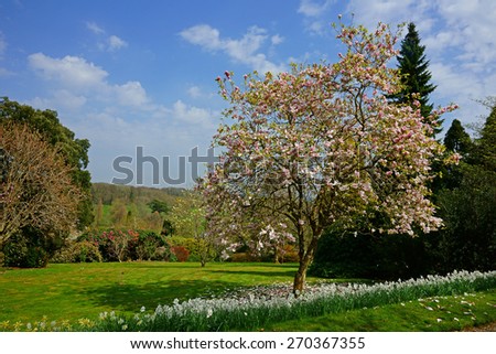 A beautiful Magnolia tree, Magnolia campbellii, with pink flowers and daffodils in spring, Lanhydrock Gardens, near Bodmin, Cornwall, United Kingdom