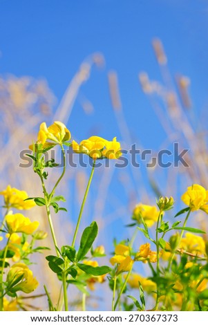 Narrow leaved Bird\'s foot trefoil, Lotus glaber, single flower with diffused background in a summer Cotswold meadow, Gloucestershire, United Kingdom