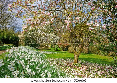 A beautiful Magnolia tree, Magnolia campbellii, with pink flowers and narcissuses,Narcissus poeticus, in spring, Cornwall, England,  United Kingdom