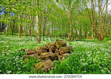 A woodland full of wild garlic in spring, Allium ursinum, moss covered logs have been stacked to encourage colonies of insects, The Cotswolds, Gloucestershire, United Kingdom