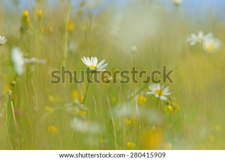 Oxeye daisy, Leucanthemum vulgare, with soft focus and diffused background of spring buttercups, clover and meadow grass, The Cotswolds, Gloucestershire, United Kingdom